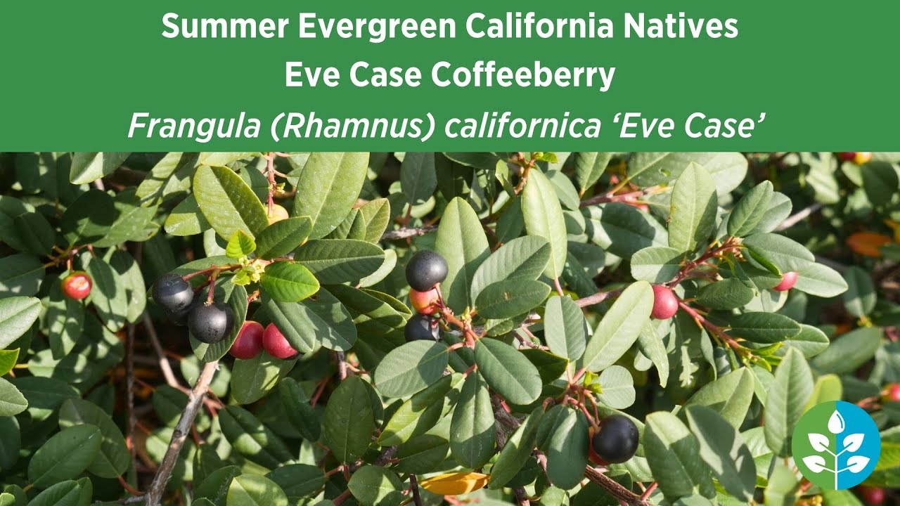 Summer Evergreen California Natives | Eve Case Coffeeberry