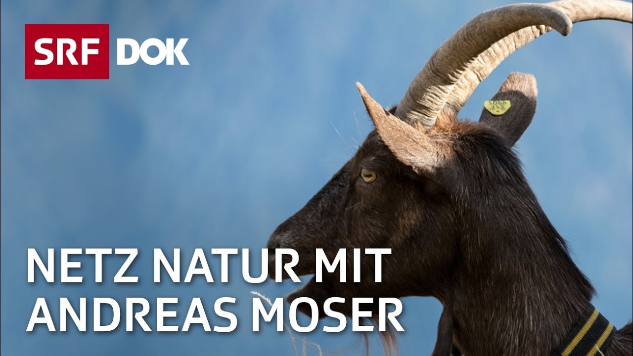 Ziegen &ndash; Die Geschichte des Meckerns | NETZ NATUR mit Andreas Moser | DOK | SRF Wissen