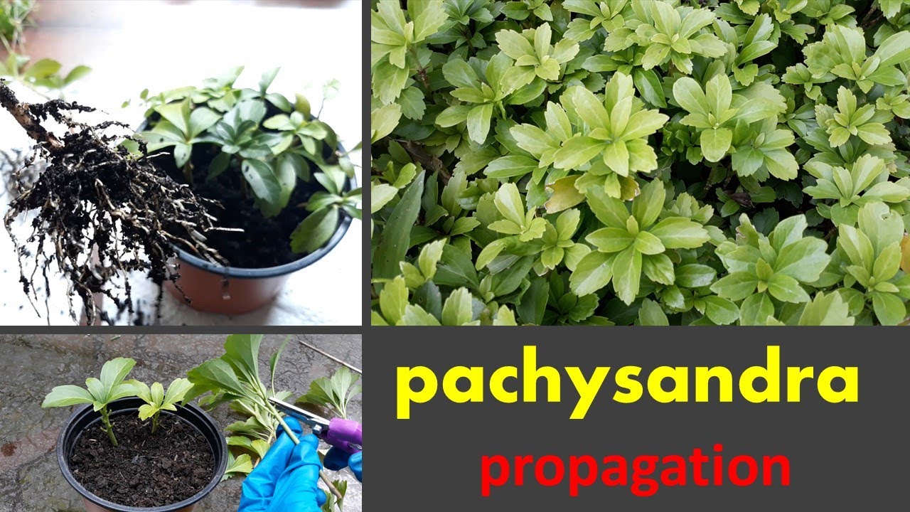 Pachysandra Propagate in soil and water::garden tip::Pachysandra cutting::