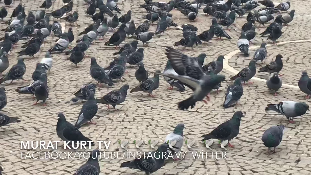 🕊 Şirinevler Ulucami Arkası🕊