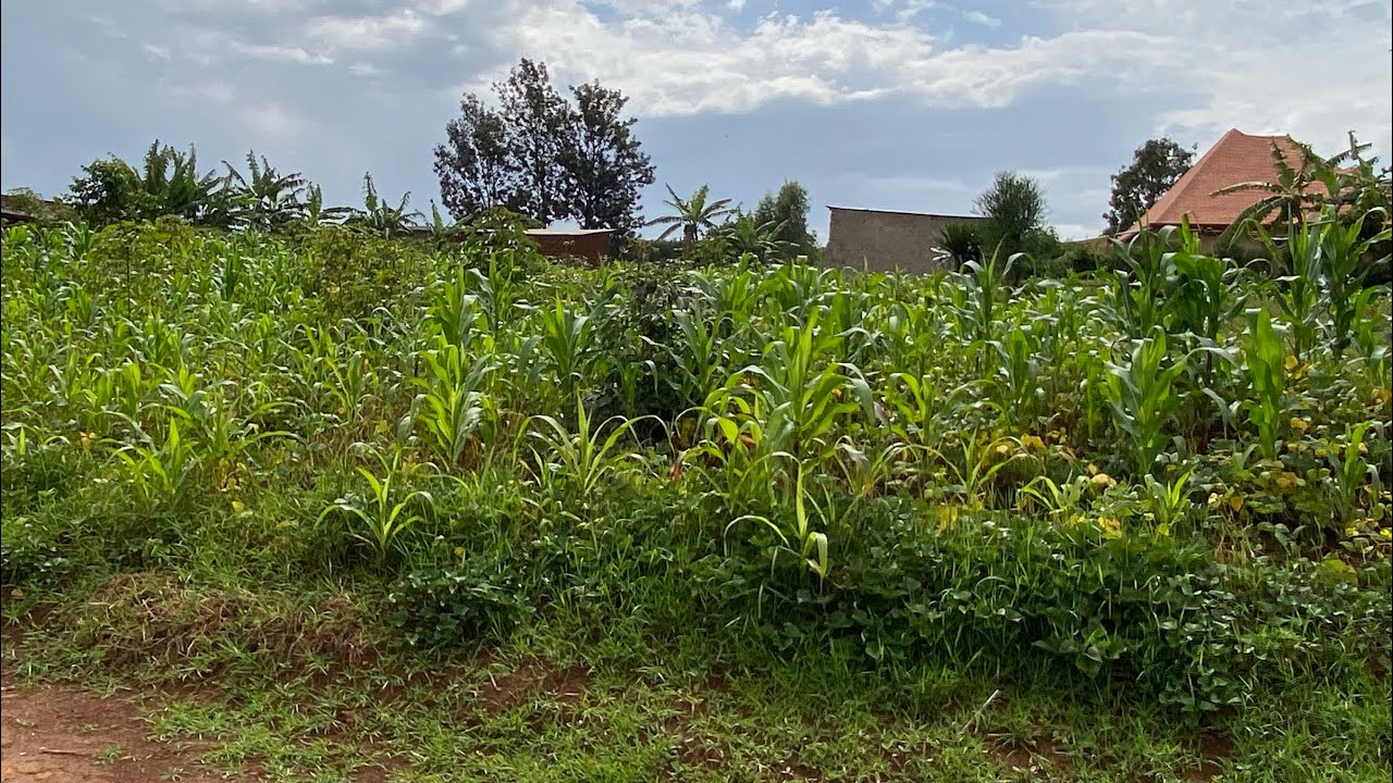 Ikibanza kigurishwa ibindi bisobanuru hamagara tel;+25785446766 nkufashe