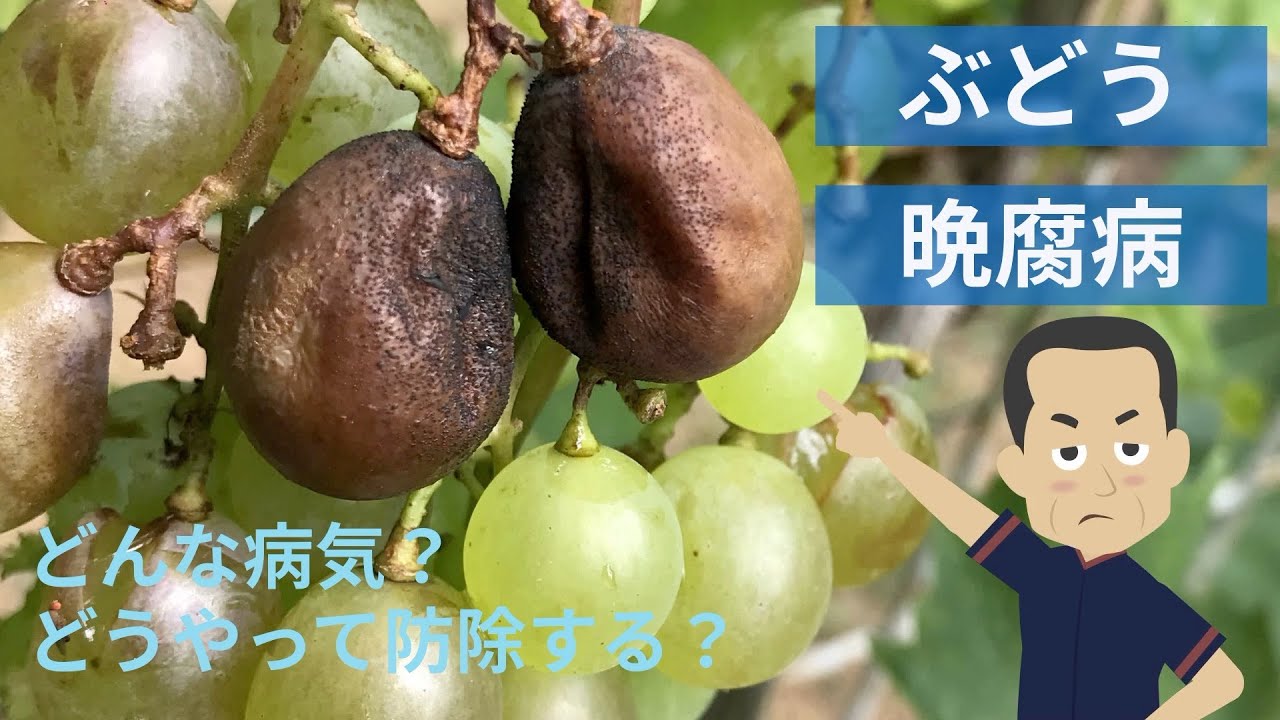 【病害虫解説】ぶどうの晩腐病