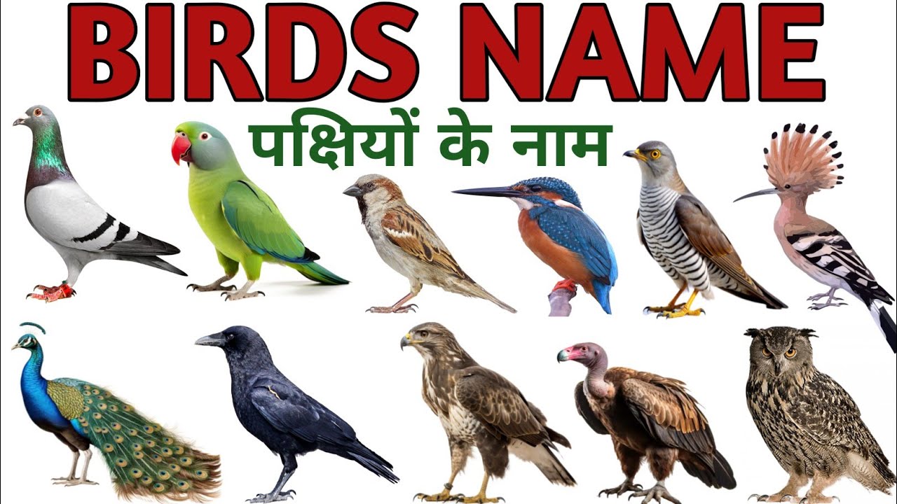 Birds Name in Hindi and English | पक्षियों के नाम | Birds Name for kids | Birds Name in English