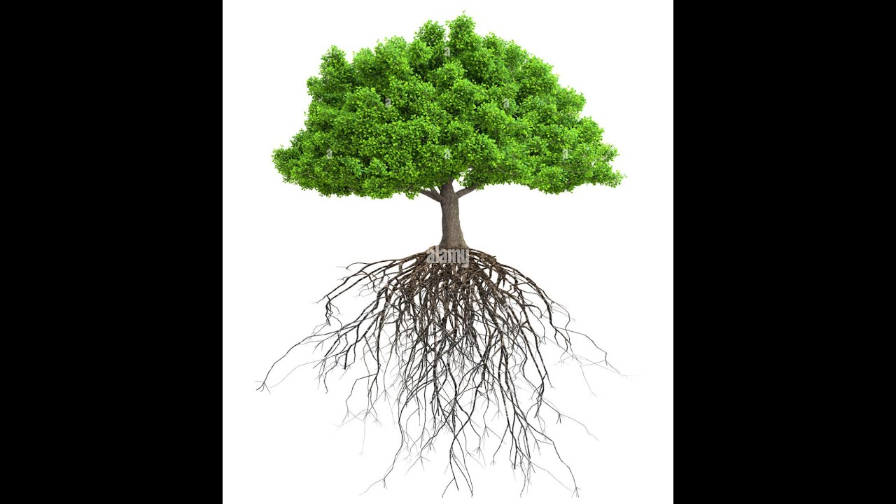 posture de l'arbre corrigée