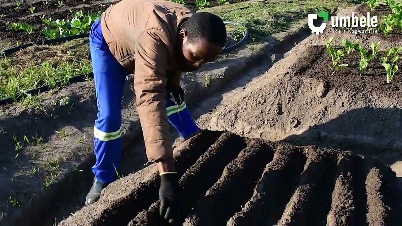 Isivuno_Sibongakonke Mbongwe
