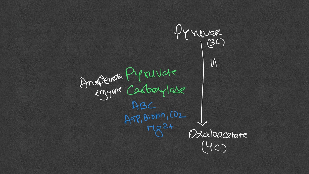 TCA Cycle - Amphibolic Role and Anaplerotic Reactions