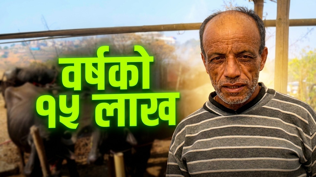 चोभारको डाँडामुनि कृषिक्रम! भैँसी पालेर महिनाकै लाखौँ कमाइ गर्ने किसान 😲