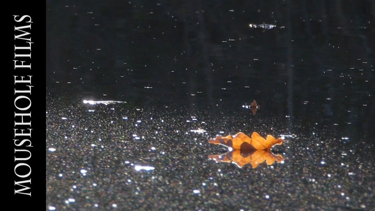 The Fall of the Leaf - Autumn in the Highlands