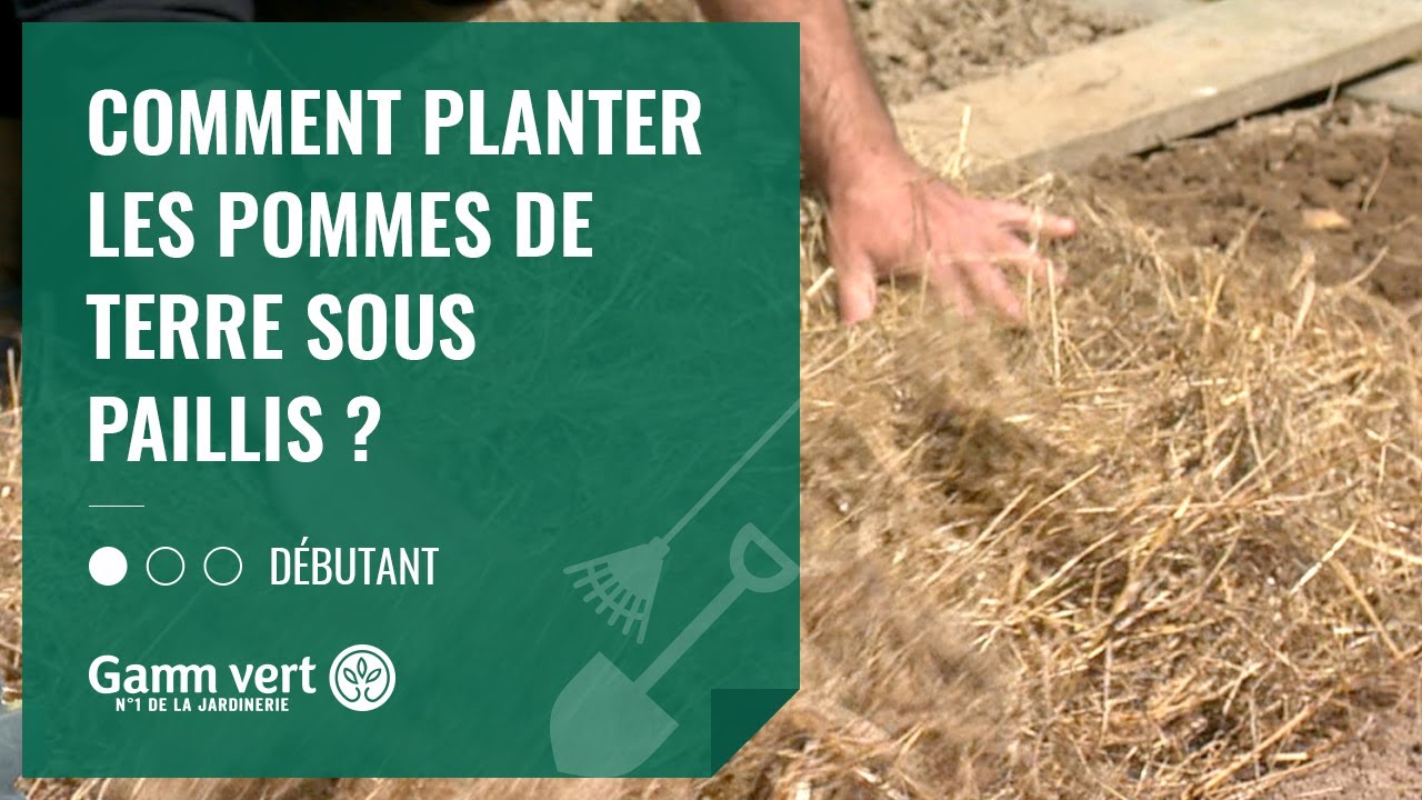 Tuto - Comment planter les pommes de terre sous paillis ?