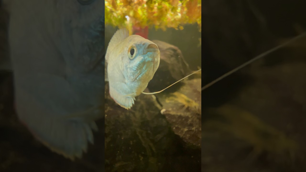 Are Gouramis AGGRESSIVE!?!  #tropicalfish