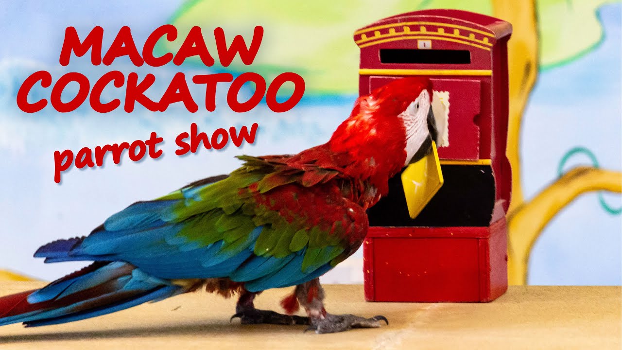 Colorful Macaw and Exotic Cockatoo Parrots at Zoo Bird Show