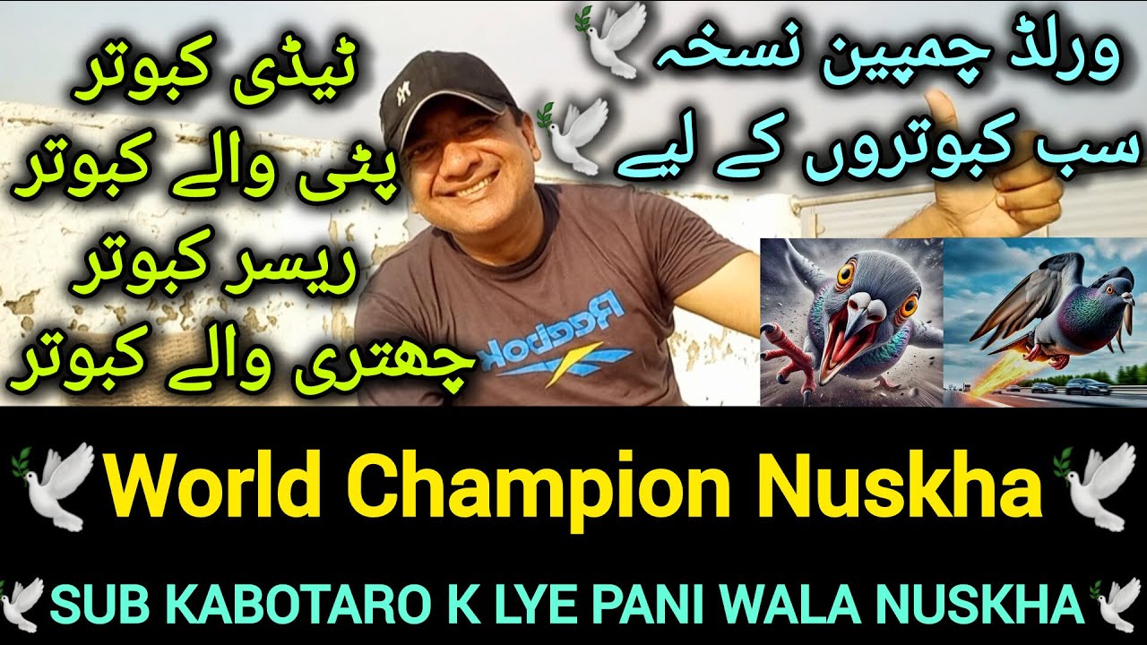 World Champion Recipe | Recipe for pigeon flight | Pigeon flying in 50°C temperature