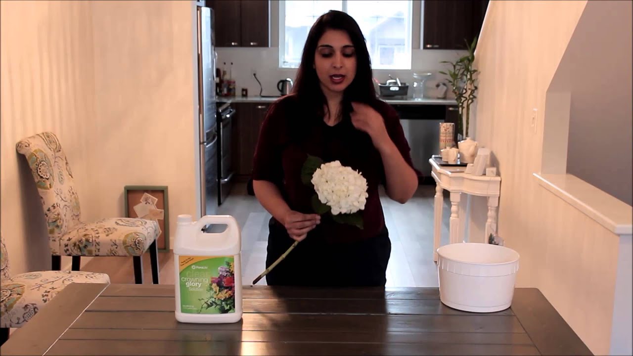 DIY Hydrangea Care and Handling