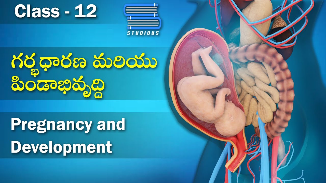 Pregnancy & Development &ndash; ​​Pregnancy & Development | Reproductive Health | Biology | Class 12 Bipc