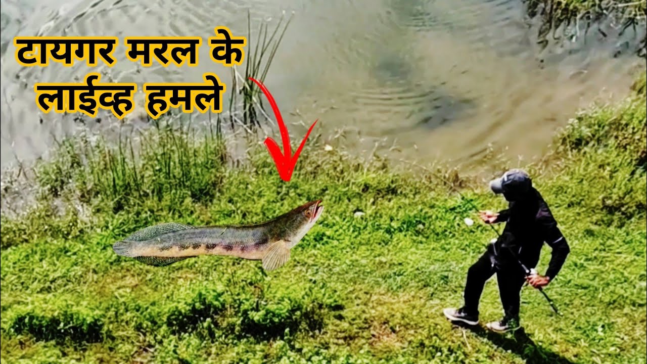 SNAKEHEAD Live Attacks 😱 on Frog Lures | | मरल मछलीयोके घातक हमले | | 