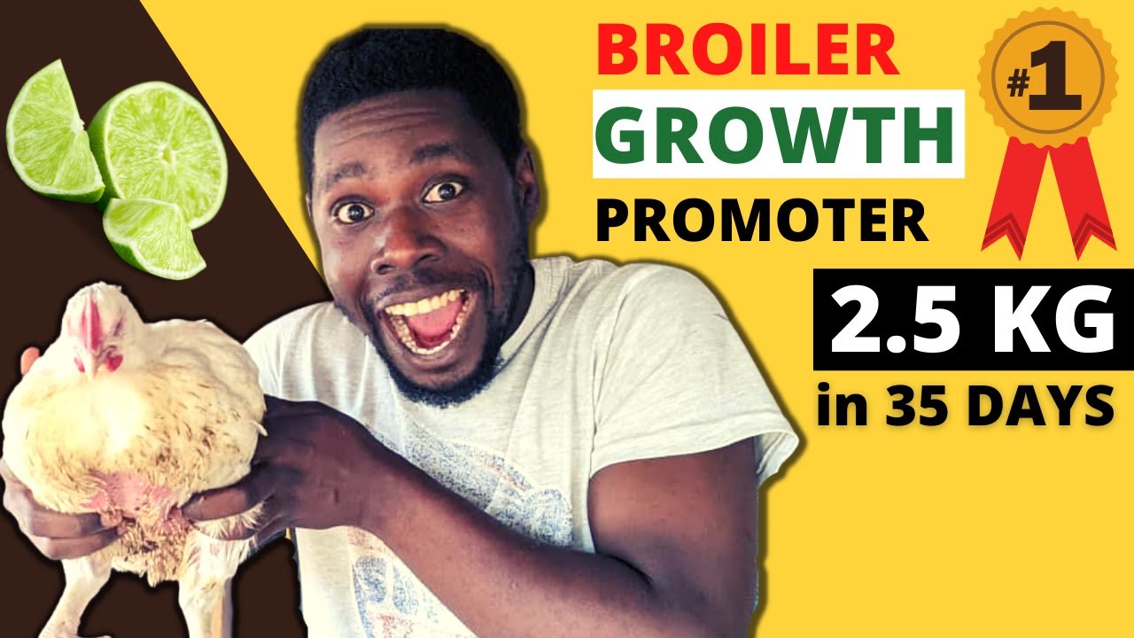How to Prepare Broiler Growth Promoter (FULL VIDEO)