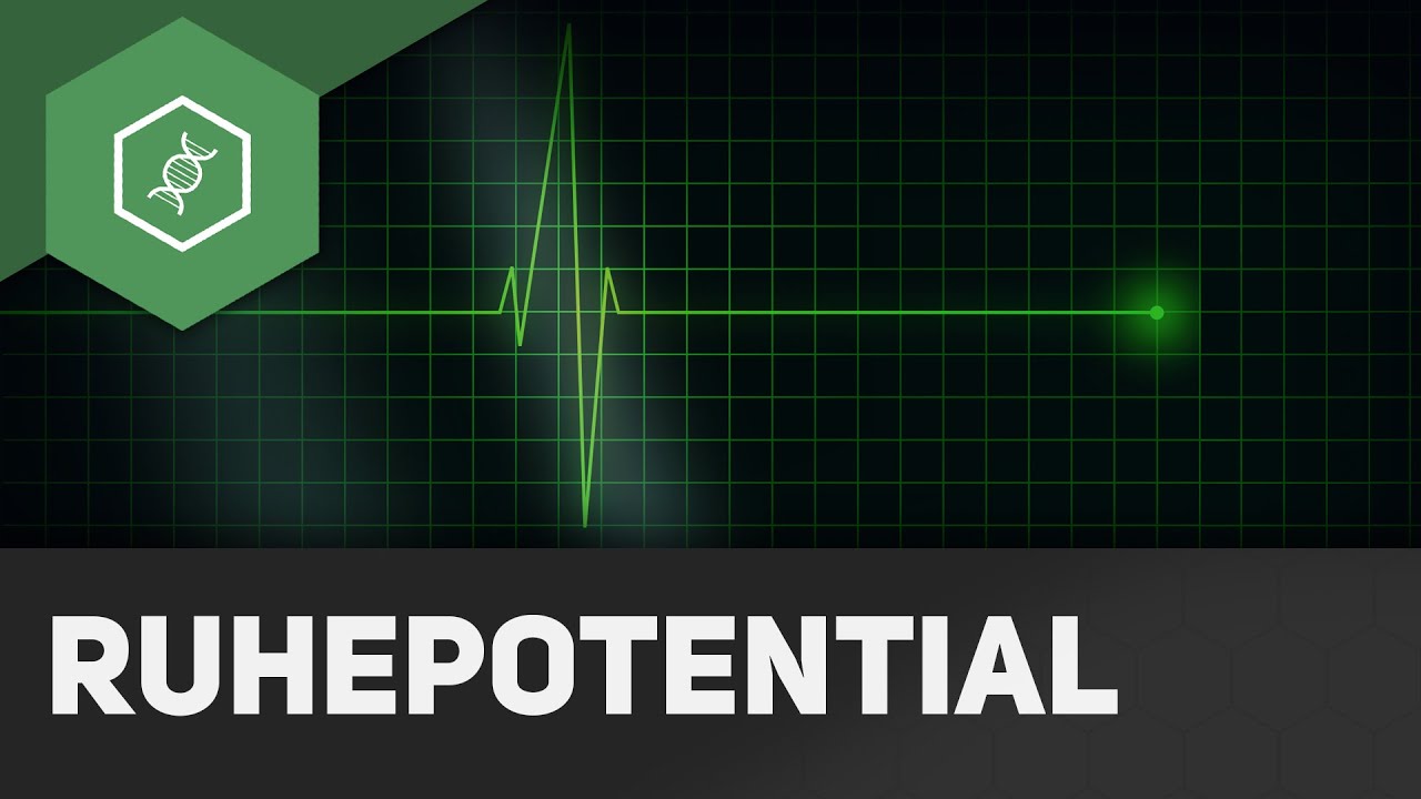Ruhepotential - Aktionspotential - einfach erklärt!