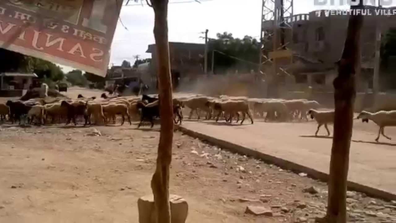 Village life in rural Rajasthan's BHORDA village! Bhorda A Beautiful Village