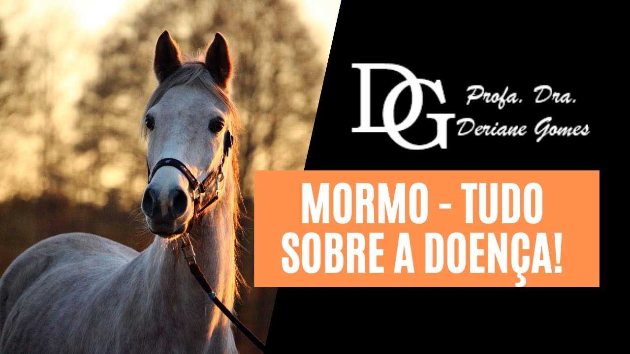 023.   Mormo: Tudo sobre a doença!