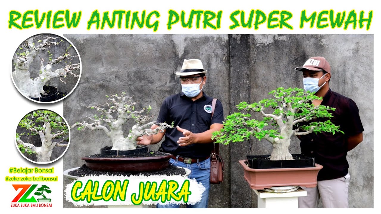 ANTING PUTRY CALON JUARA, HARGA FANTASTIS  ( Koleksi Pak Nyoman Ary )