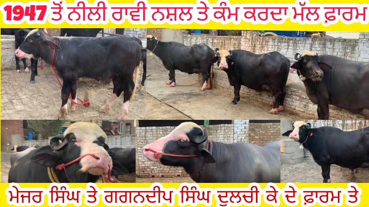 1947 ਤੋਂ ਨੀਲੀ ਰਾਵੀ ਨਸ਼ਲ ਤੇ ਕੰਮ ਕਰਨ ਵਾਲਾ ਮੱਲ ਫ਼ਾਰਮ ਦੁਲਚੀ ਕੇਪੂਰੀ ਵੀਡਿਓ ਜਲਦੀ ਪਾਵਾਗੇ