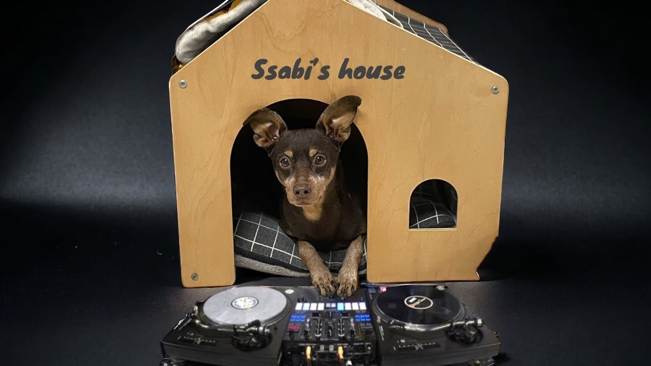 우리집 강아지 하우스 교육방법