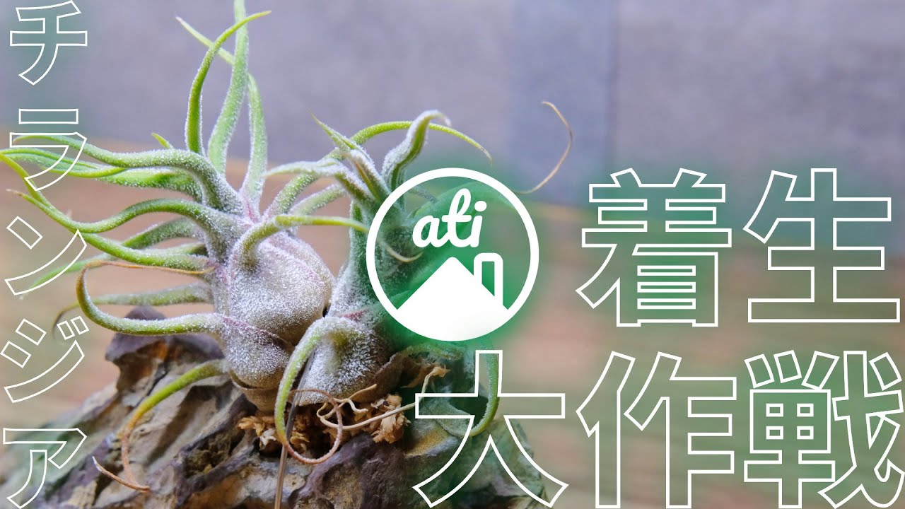 【チランジア】エアプランツを色々な着生材につけてみた #tillandsia #チランジア #bromeliad