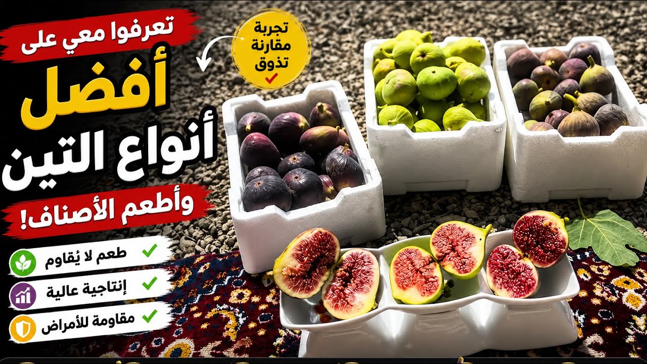 تعرفوا معي على افضل انواع التين واطعمها