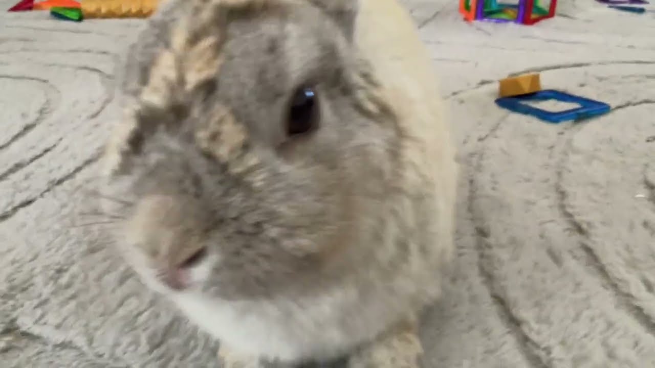 Meet USAKO!!🐰🐰🐰