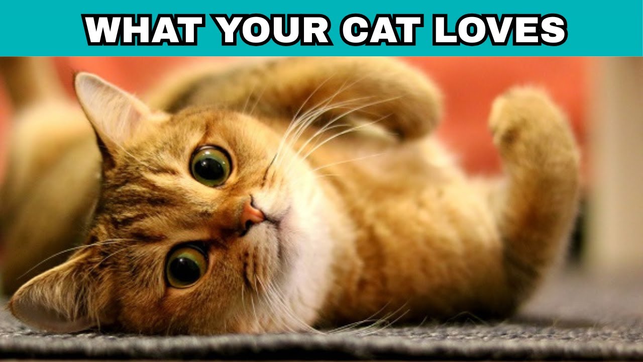 7 things your cat knows about you (He'd love for you to know!)