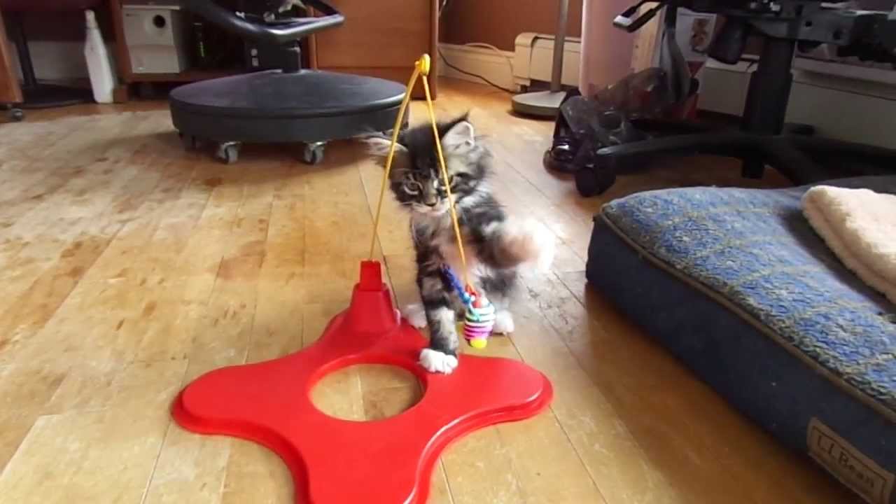 Maine coon kitten plays with her toy