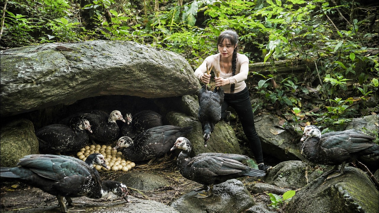 Harvesting Wild Black Ducks, Duck Eggs from a Damp Cave to Sell at Village Market | Hienn Daily Life