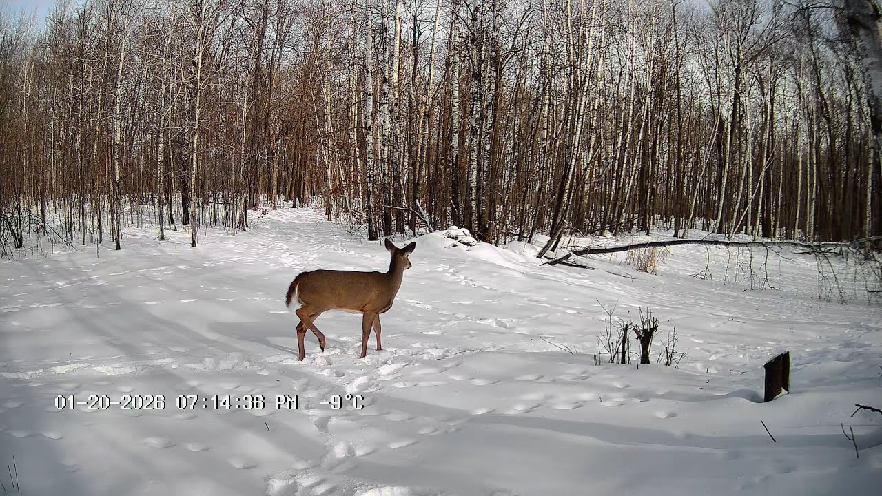 1/29/2026 Hmong Hobby Farm Trail Camera Video# 7
