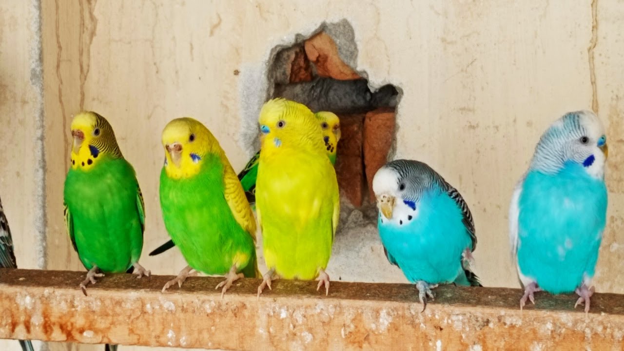 Over 10 Hours of Budgies Playing, Singing and Talking in their Aviary Budgie sounds for sad birds