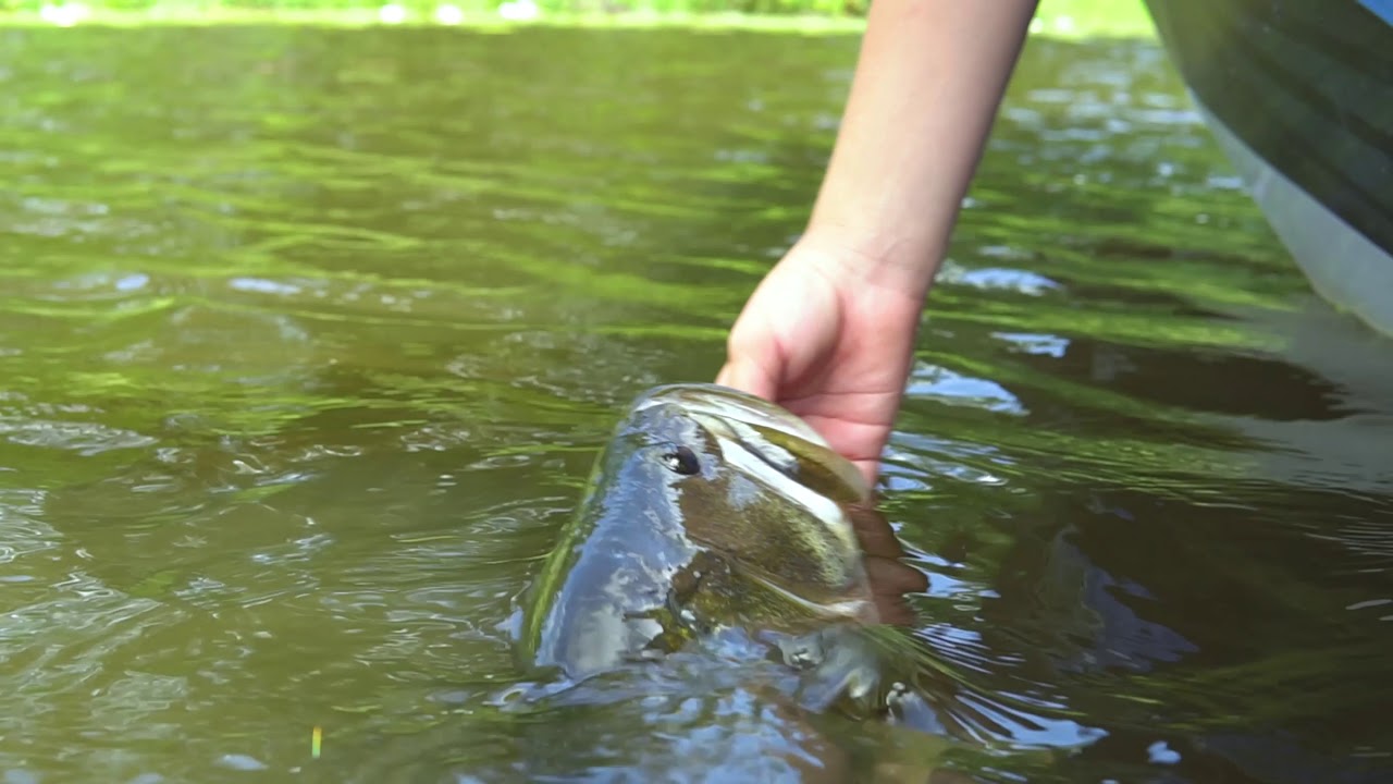 Stanley Jigs Top Toad Fishing
