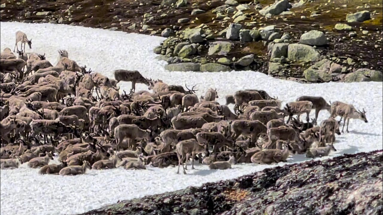 Flotte villmarksopplevelser på Hardangervidda(Villrein, kongeørn, ørret +++)