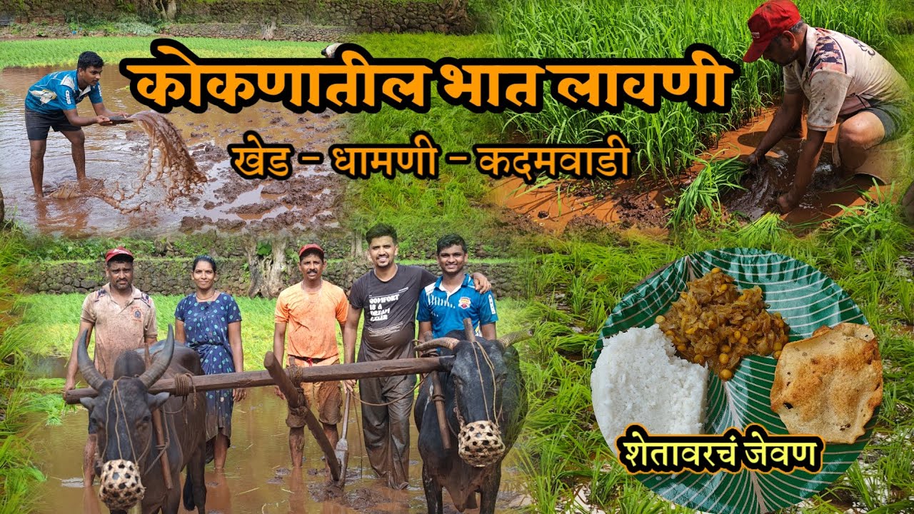 कोकणातील पारंपरिक भात लावणी २०२५ | koknatil bhat lavani २०२५ | खूप वर्षांनी पकडला बैलांचा नांगर 😇