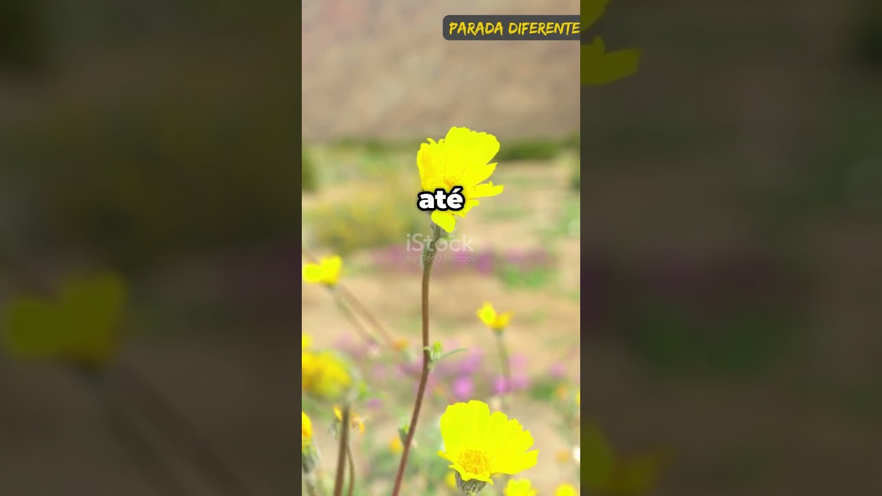 Flores do deserto: incr&iacute;vel beleza e resist&ecirc;ncia