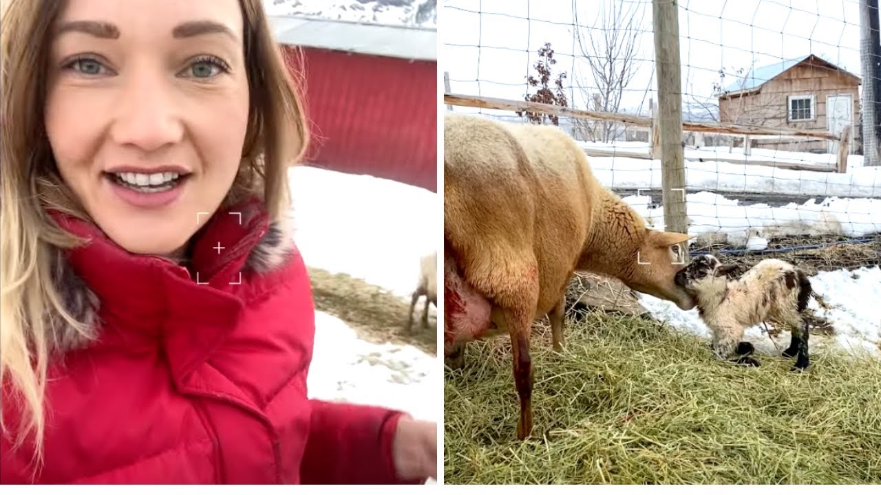 Major highs and lows of lambing on our small farm.