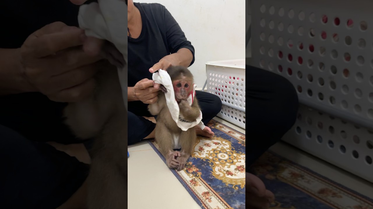 Cuddles with monkey best therapy 🤗🐵 #MonkeyHugs #LovelyHeart