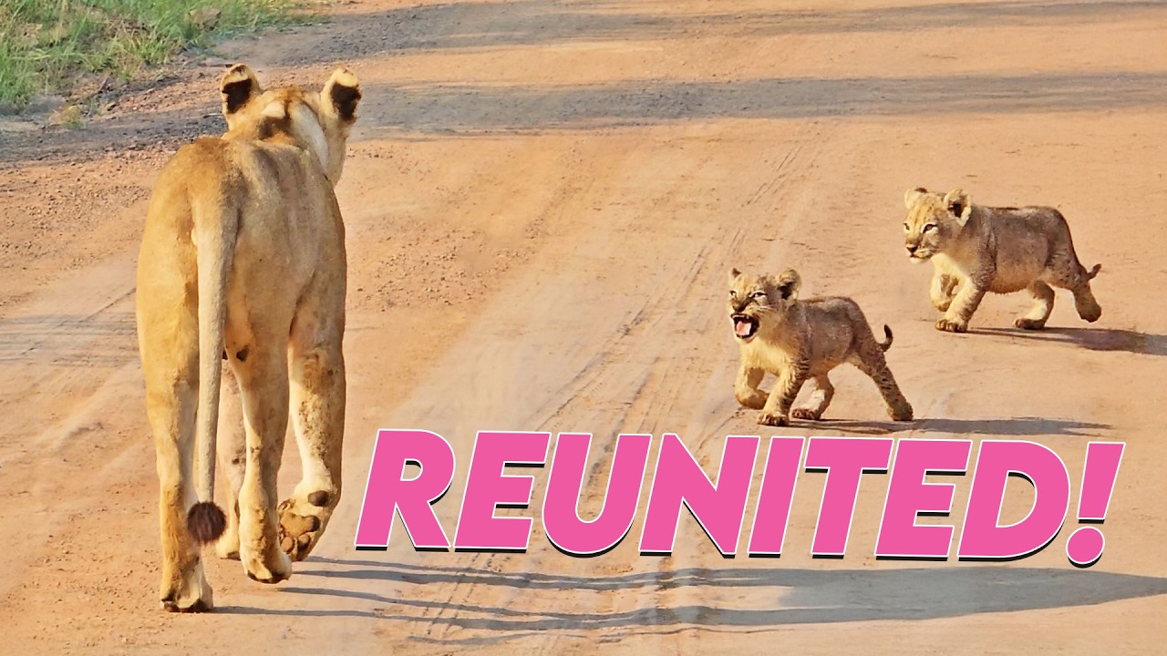 Cute Lion Cub Begs Mom for Help + 9 More Adorable Sightings