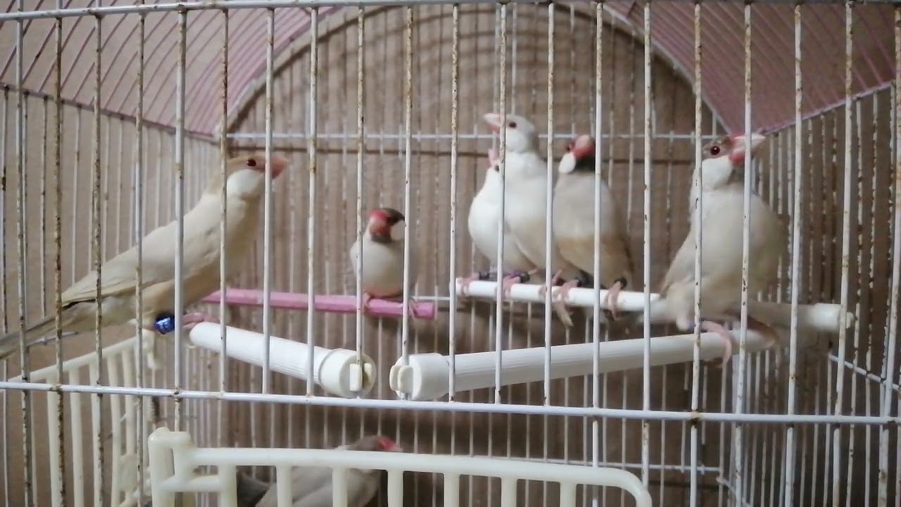 كيفية تربية طيور الجاوا ومواصفات العشوش وسبب توقف الإنتاج وتفادي الأخطاء عند التربية(Java Sparrow)