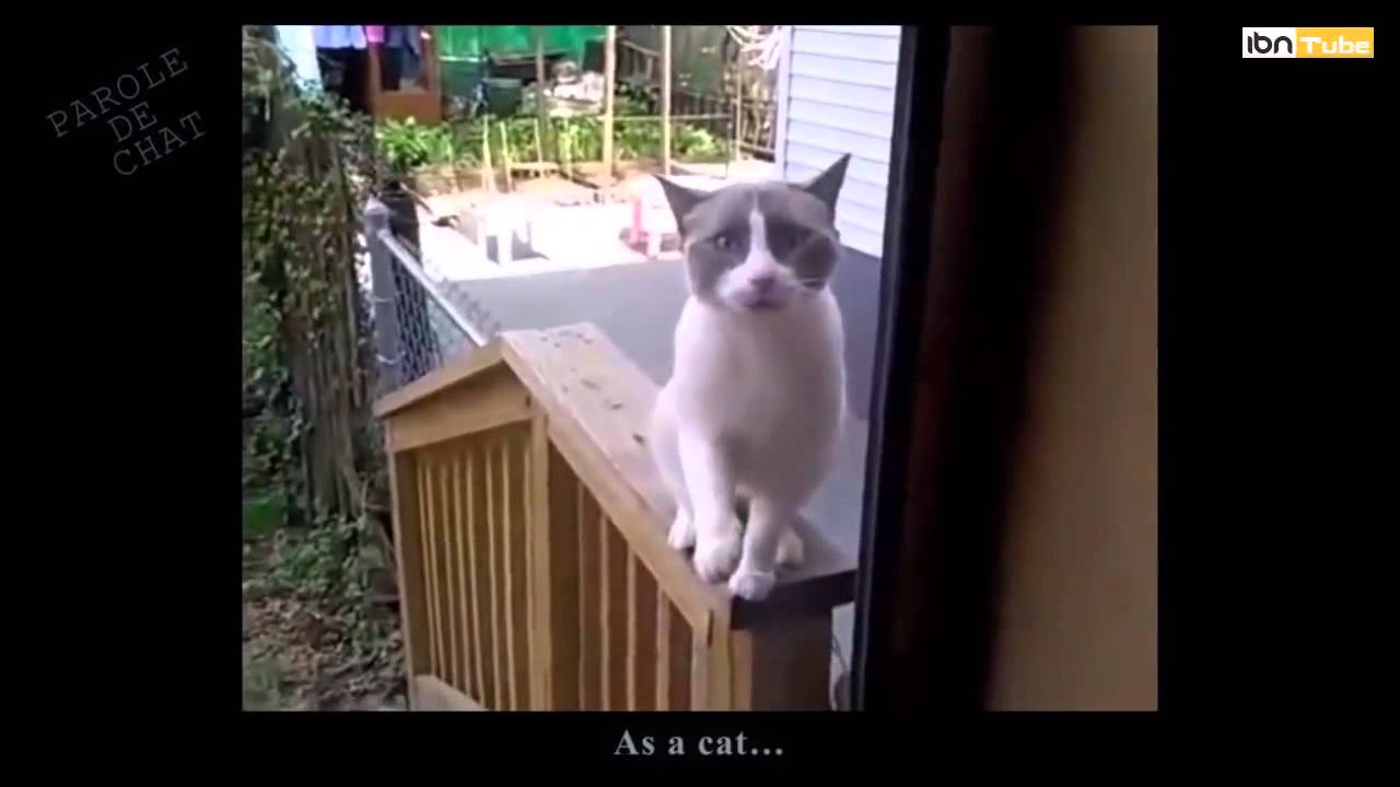 A Cat vs House owner   iBN Tube