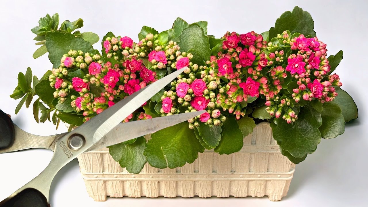 Haben Sie keine Angst davor! So erneuern Sie eine Kalanchoe für eine neue Blüte