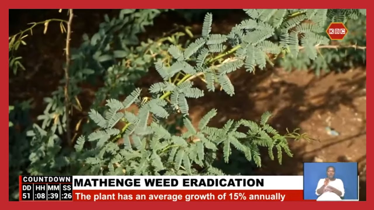 Govt seeks to eradicate the destructive Mathenge weed