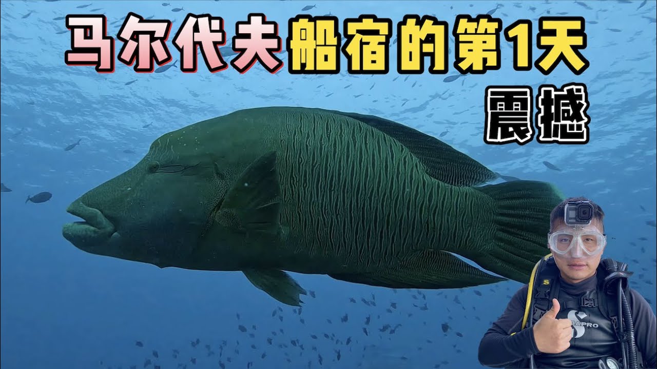 《环球探海记》马尔代夫 第3天：没想到疫情期间的马代船宿，依旧如此火爆！   #马尔代夫 #潜水 #船宿 #旅行攻略