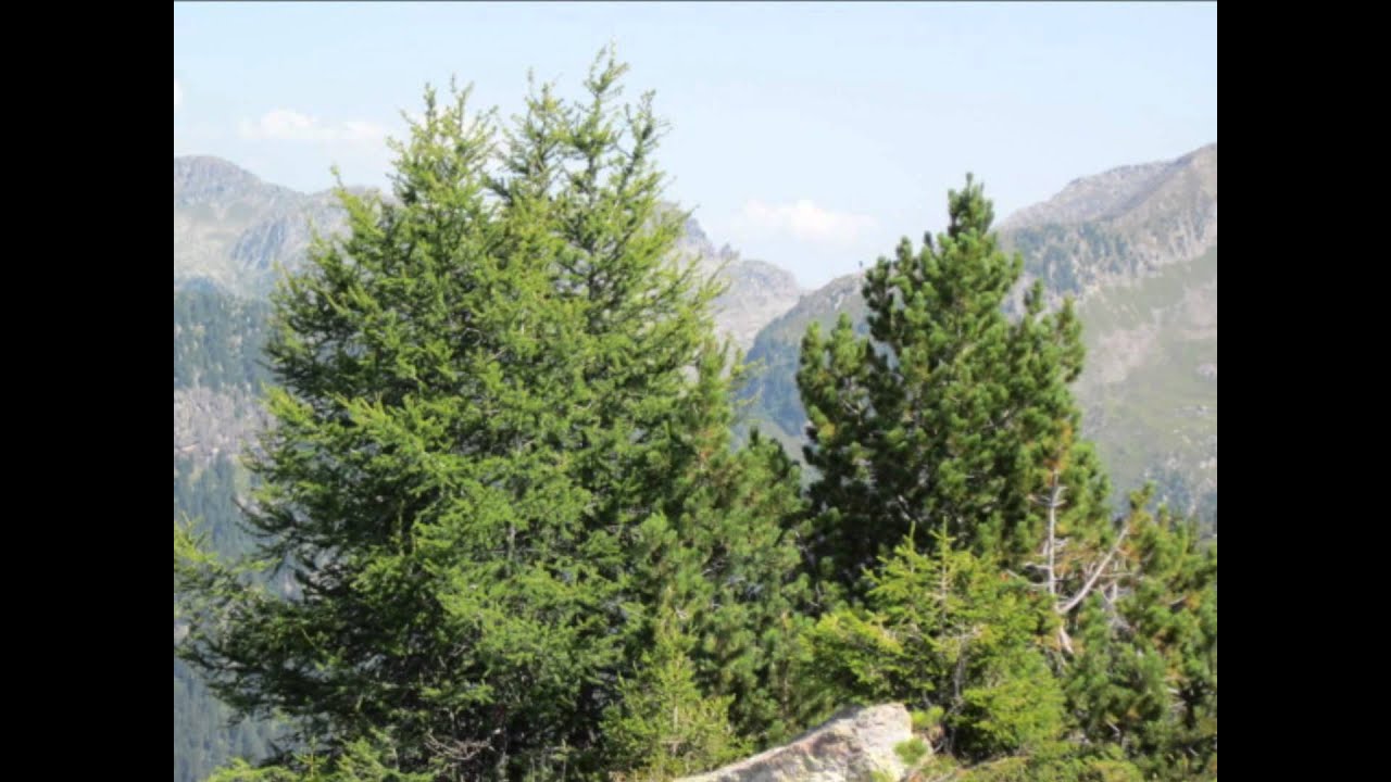 Lassù sulle montagne.wmv