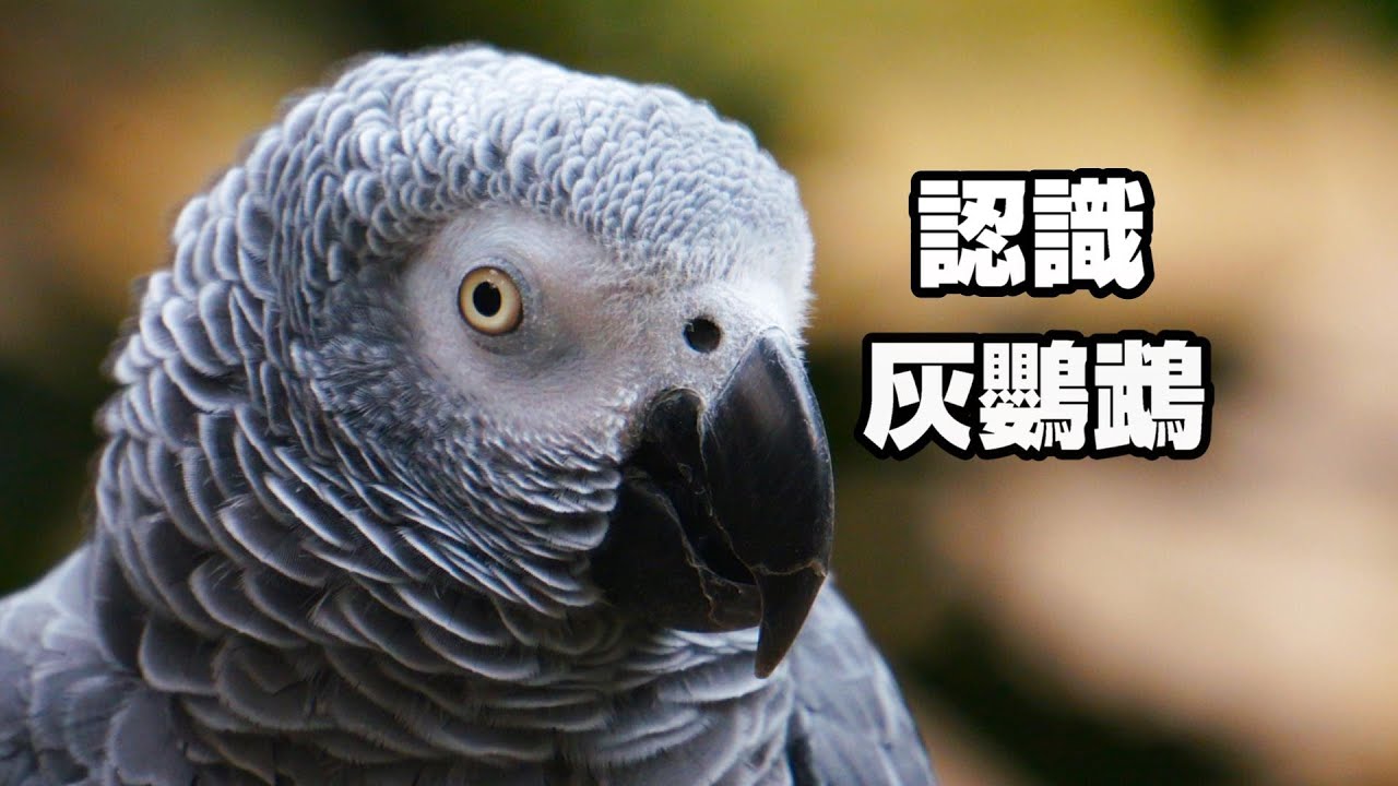 【鸚鵡藏經閣】認識非洲灰鸚鵡!最會飼養需要注意甚麼需要注意甚麼?智商堪比人類小孩?!EP.14 | 精鵡瘋