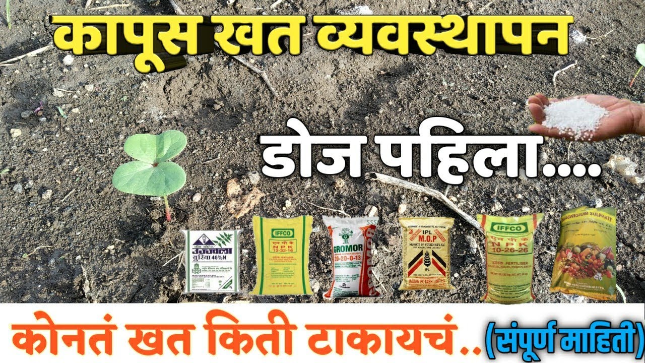 कापूस खत व्यवस्थापन. कापूस पिकाचं संपूर्ण खत व्यवस्थापन,कोनतं खत किती टाकायचं.(डोज पहिला).