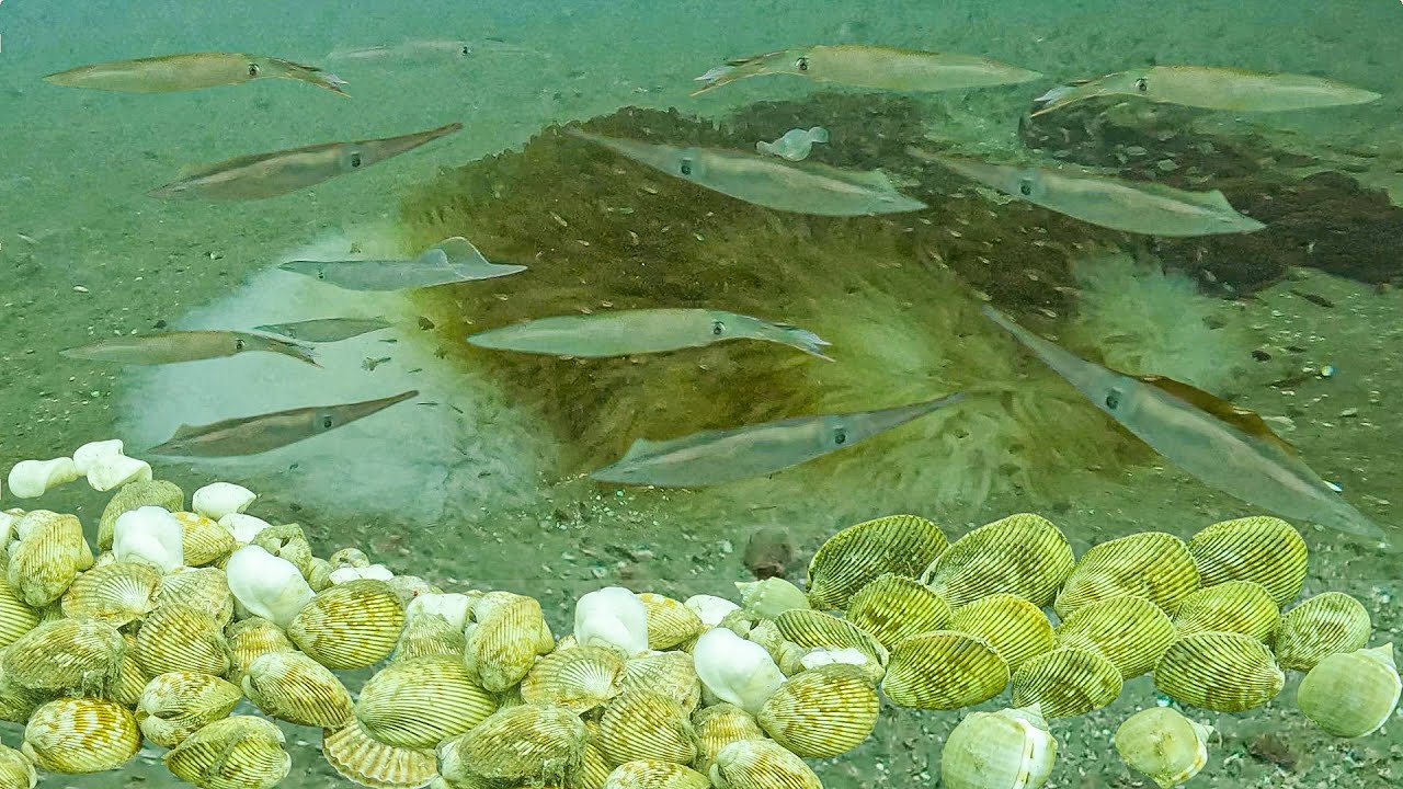 Lặn Vùng Biển Mới Gặp Ổ MỰC ỐNG Trúng Đậm Sò Dương Ốc Tỏi P264